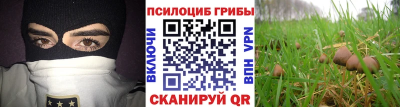 Купить  Апрелевка  Псилоцибиновые грибы Psilocybine cubensis 