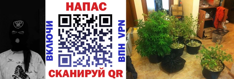 Шишки марихуана Amnesia Купить закладки Апрелевка